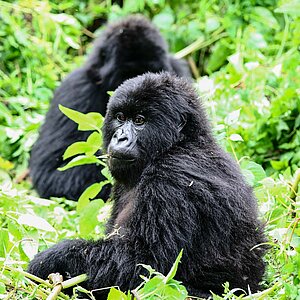 Group 13 - Ein Auge Gorilla und Jungtier