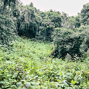 Group 13 - Lichtung im Dschungel