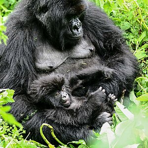 Group 13 - Gorilla Mutter und Baby