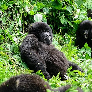 Susa Group - Gorilla Mutter und Kind