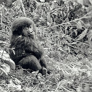 Susa Group - Gorilla Jungtier beleidigt