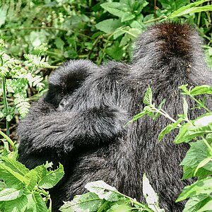 Group 13 - Gorilla Mutter und Jungtier