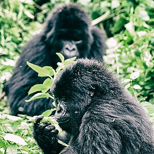 Group 13 - Ein Auge Gorilla und Jungtier