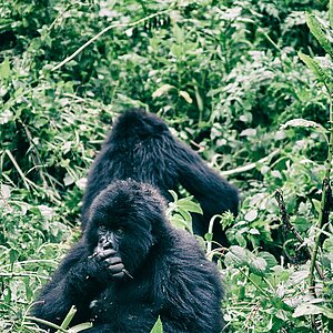 Susa Group - Gorilla