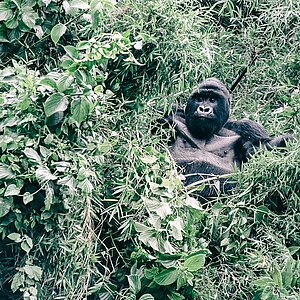 Susa Group - Gorilla Silberrücken in Baumkrone