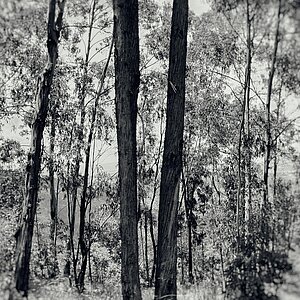 Blick durch die Bäume