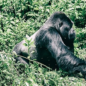 Group 13 - Gorilla Silberrücken