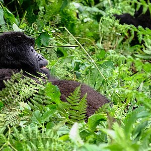 Susa Group - Gorilla Mutter