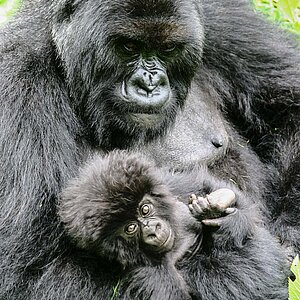 Group 13 - Gorilla Mutter und Baby