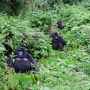 Susa Group - Die ersten Gorillas