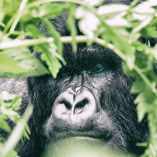 Ruanda 2010 - Gorillaland